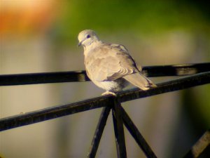 Collared doves in Portugal - I