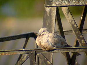 Collared doves in Portugal - II