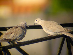 Collared doves in Portugal - III