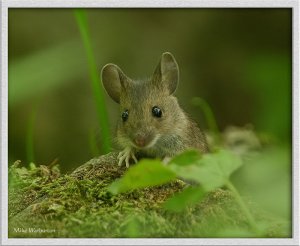 Wood mouse