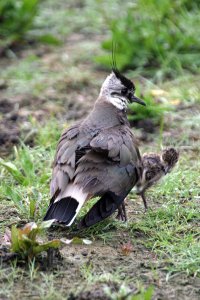 Lapwing with Young Chick