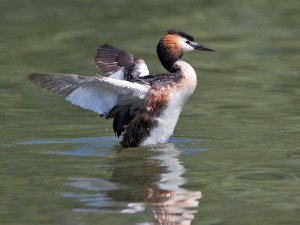 Think I'll go for a quick flight around the lake...