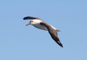 Indic Yellow-nosed Albatross