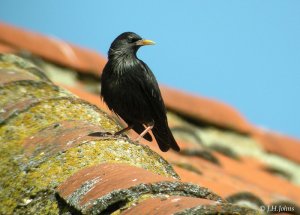 Spotless Starling