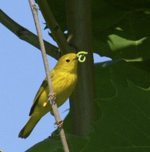 yellow warbler