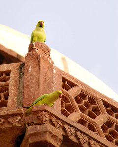 Rose ringed Parakeet