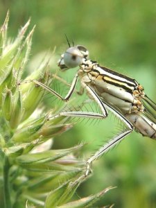 White-legged Damselfly