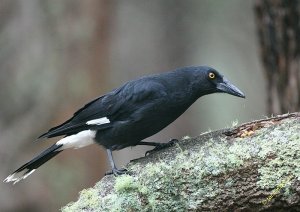 Pied Currawong