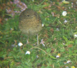 Baby Robin