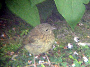 Baby Robin