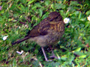 Baby Robin