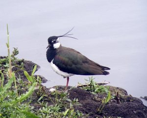 Lapwing