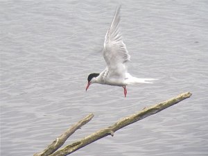 Common Tern