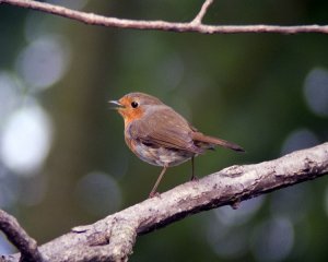 Robin