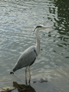 Grey Heron