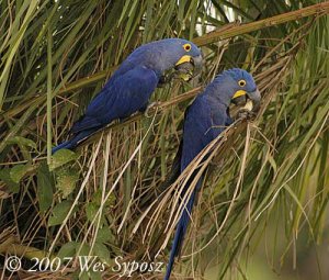 Hyacinth Macaw - Anadorhynchus hyacinthinus