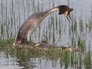 Mating grebes