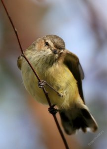 Australia's smallest bird