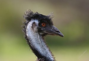 Australia's largest bird