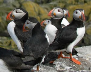 Puffins