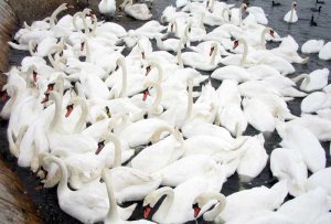 Flock of Mute Swans