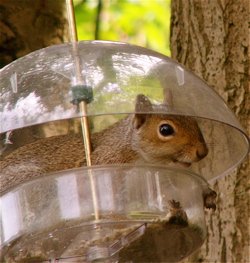 Squirrel-Proof Bird Feeder