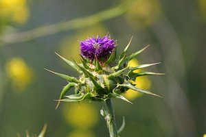 thistle