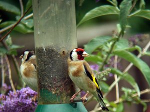 Goldfinch