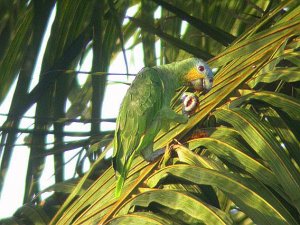 Orange-winged Parrot (3)