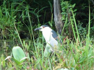 Black-crowned Night-heron