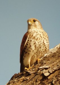 Madagascar Kestrel