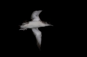 Manx Shearwater at night