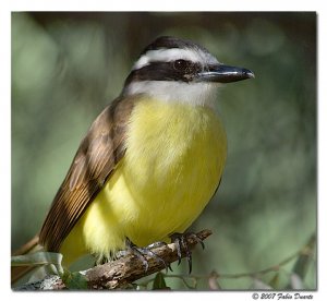 Great Kiskadee