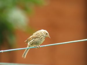 Young Dunnock