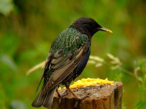 Starling