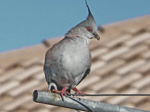 Crested pigeon No1