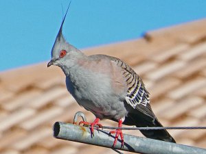 Crested Pigeon No2