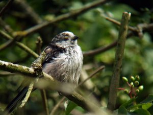 long tailed tit