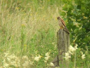 A very distant male Kestrel