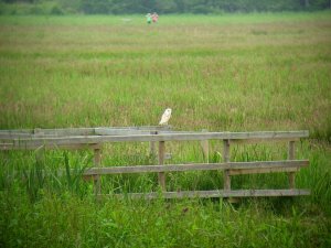 Barn Owl