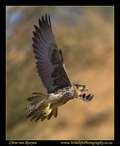 Lanner Falcon