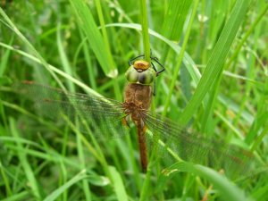 Norfolk Hawker