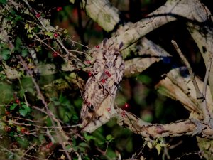 Long Eared Owl