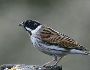 Reed Bunting