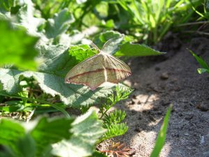 Blood veined moth