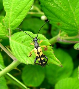 Long horn beetle