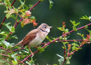 Whitethroat