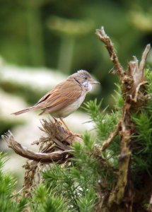 Whitethroat