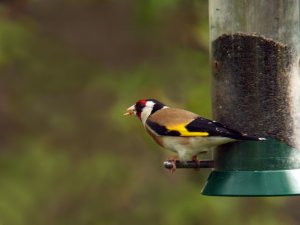 Goldfinch