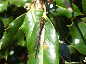 Large red Damselfly